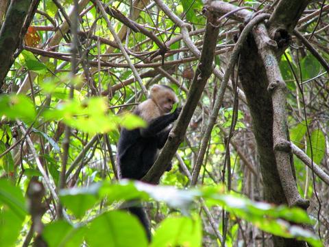 Cabo Blanco Guided Hike Costa Rica